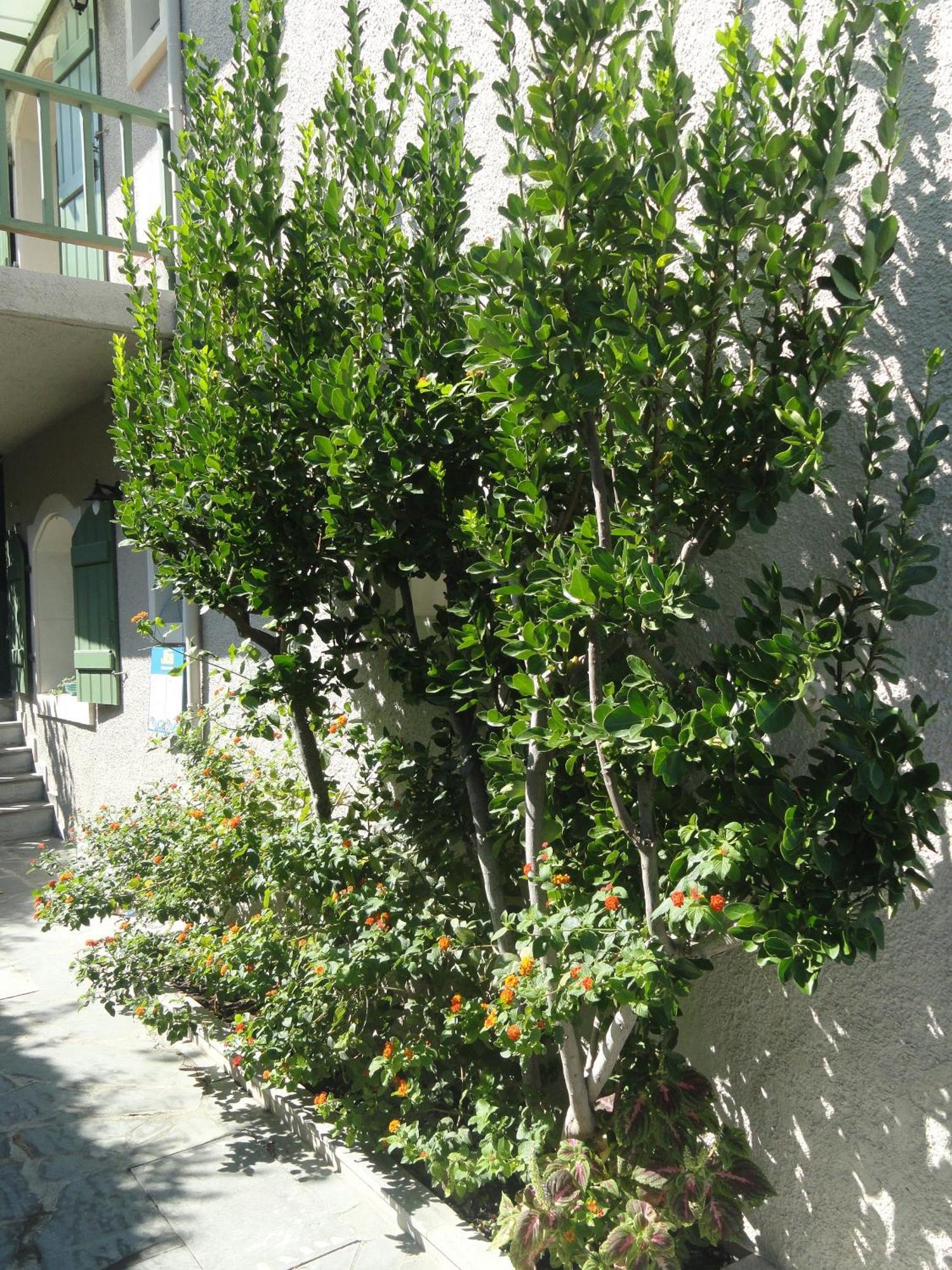Bellevue Apartments Sitia  Exterior foto